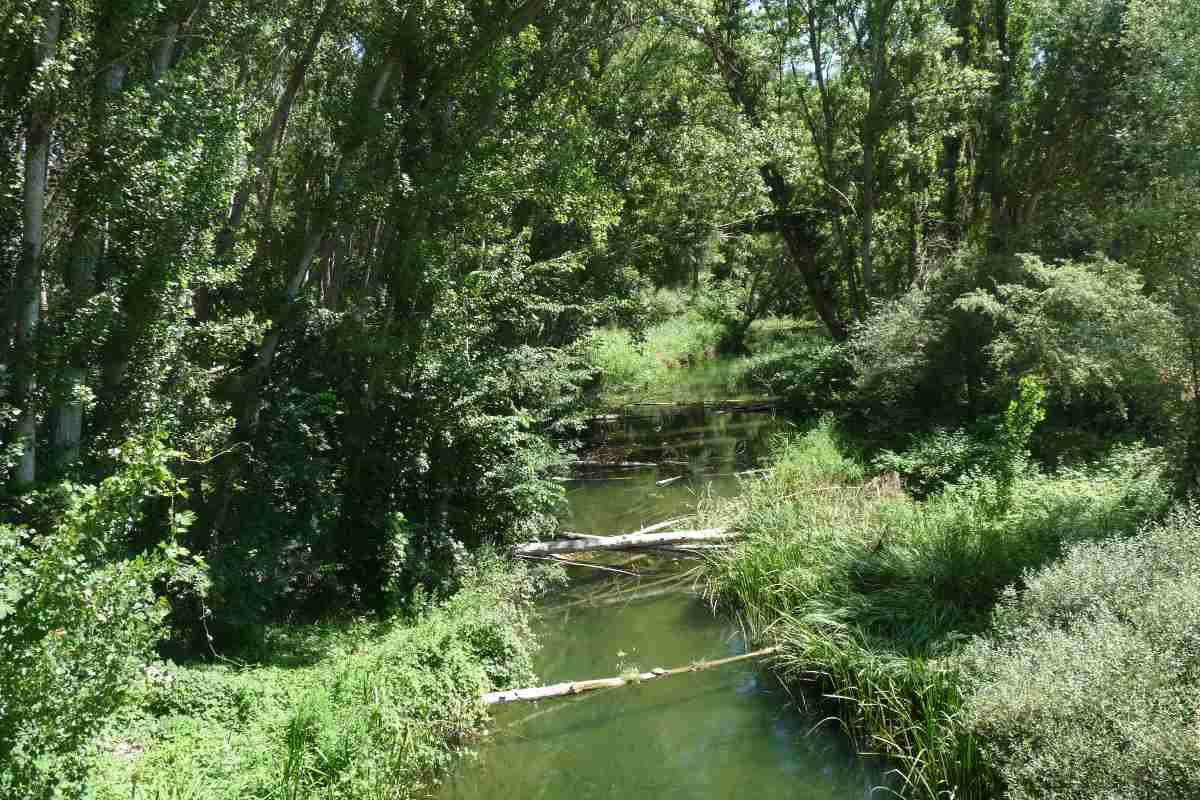 Vista del río Tajuña desde la CM 2005