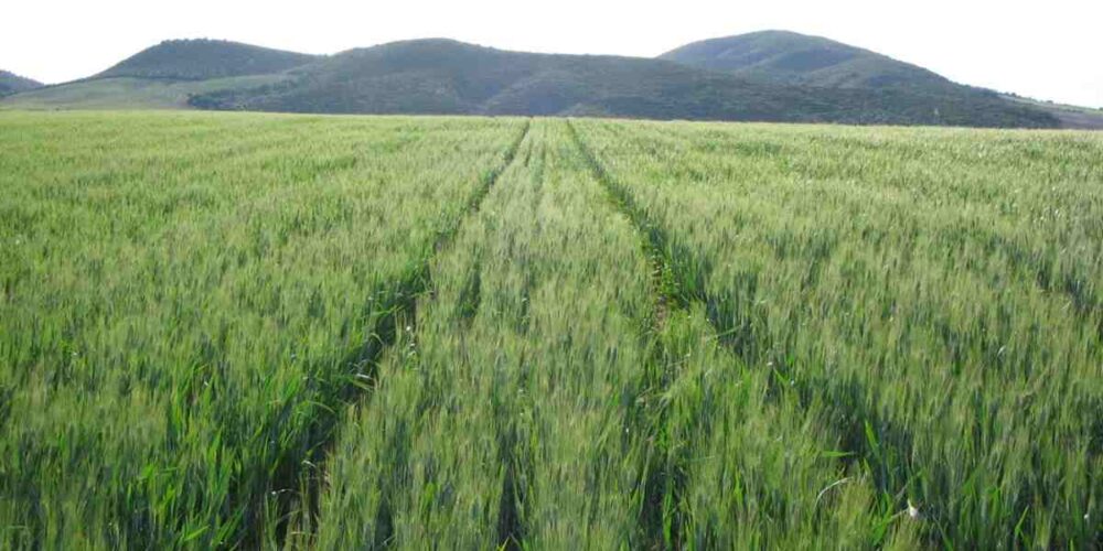 agricultura de conservación