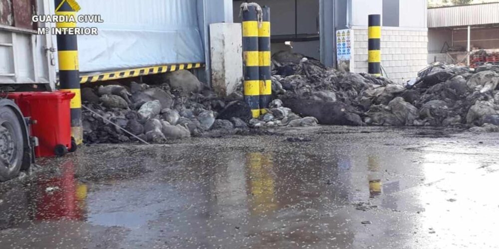 Cadáveres de animales hacinados en el centro de reciclaje de Puertollano