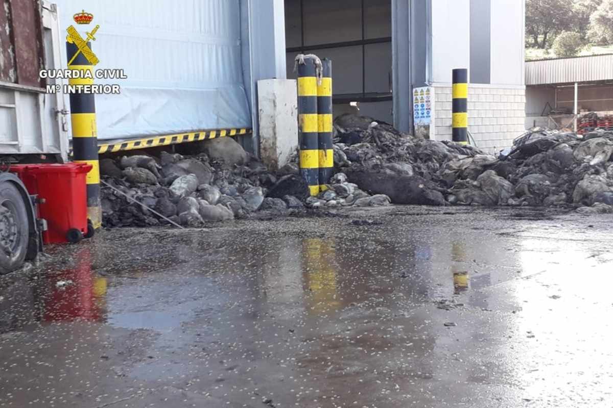 Cadáveres de animales hacinados en el centro de reciclaje de Puertollano