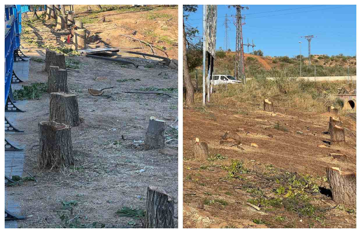 Imagen de los árboles talados en Azucaica.