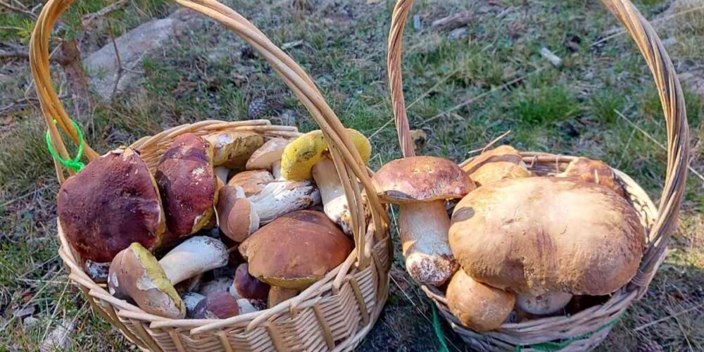 Imagen de dos cestas llegas de boletus edulis y pinicolas.