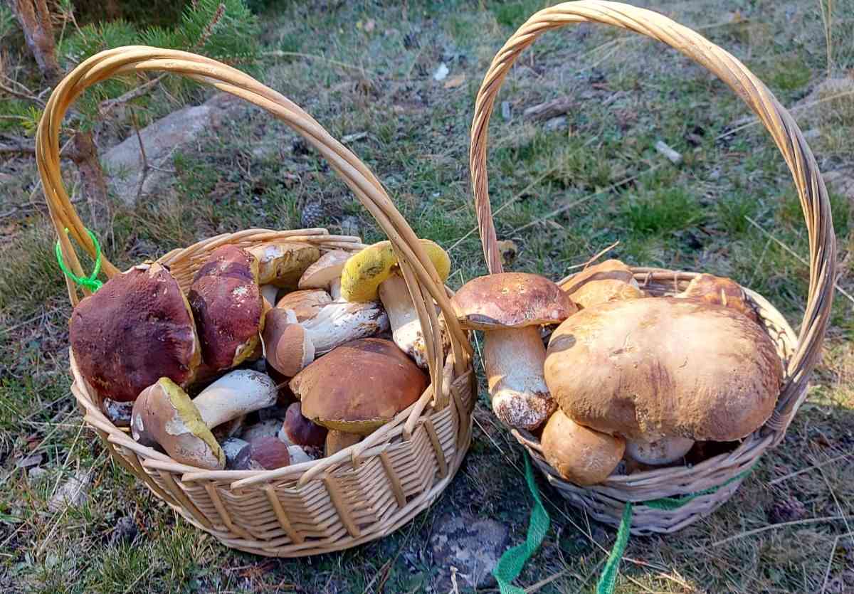 Imagen de dos cestas llegas de boletus edulis y pinicolas.