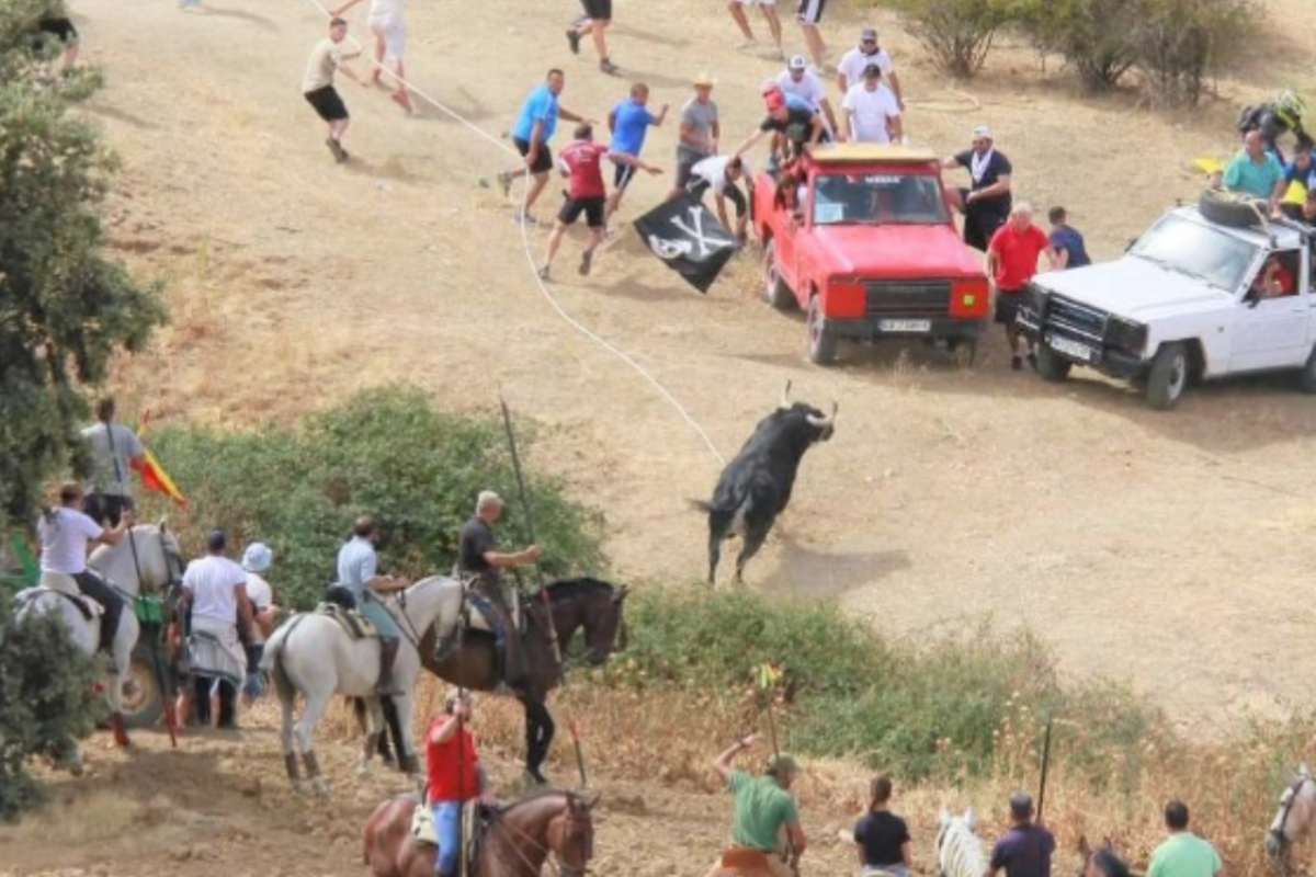 Encierros de toros en Guadalajara