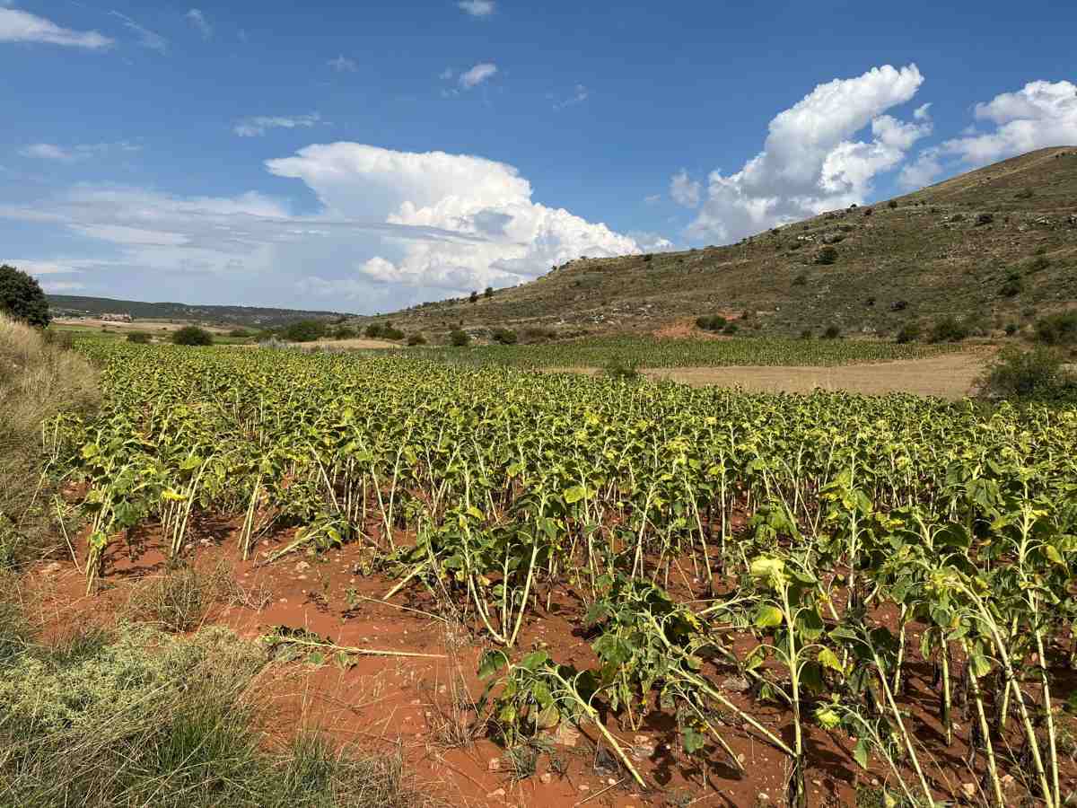 girasol afectado por tormenta