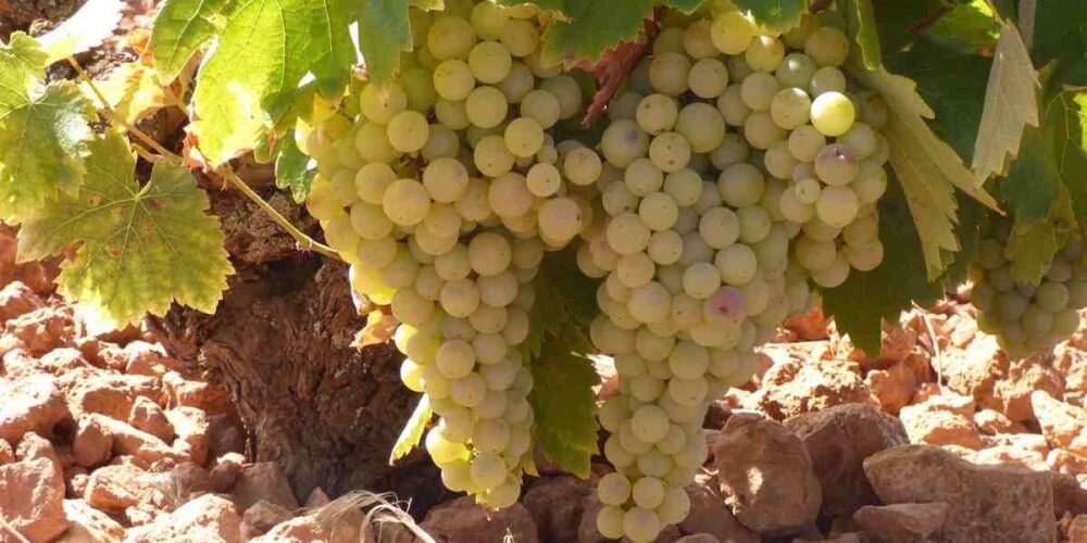 uvas blancas