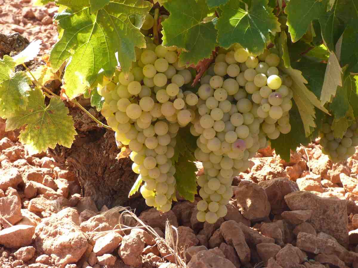 uvas blancas