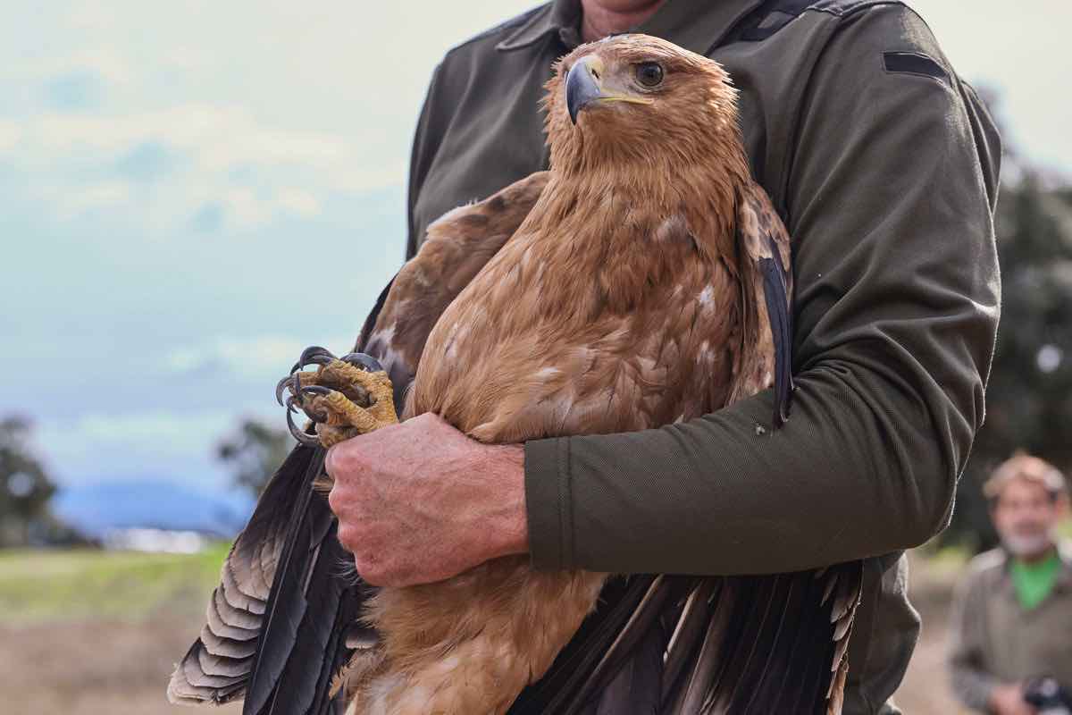 Vista del águila imperial recuperada en el CERI de Sevilleja de la Jara que este lunes ha sido soltadas, un acto al que han asistido el delegado de la Junta en Toledo, Álvaro Gutiérrez, y la delegada provincial de Desarrollo Sostenible, Montse Muro. EFE/ Manu Reino