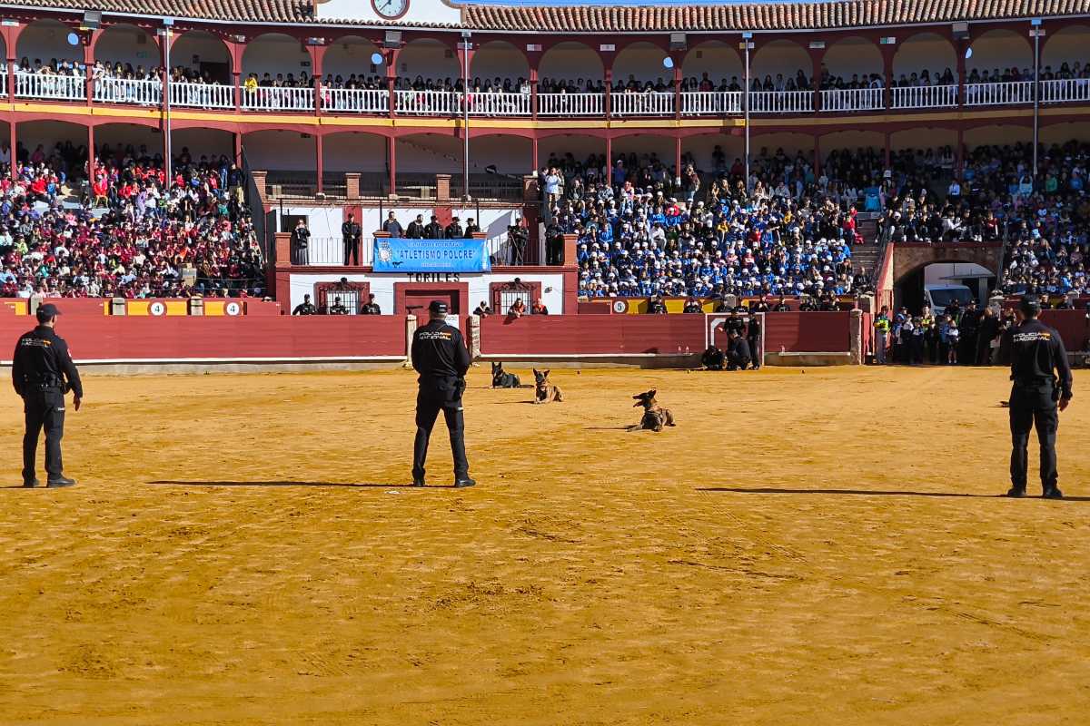 Exhibición de los guías caninos en la plaza de toros de Ciudad Real