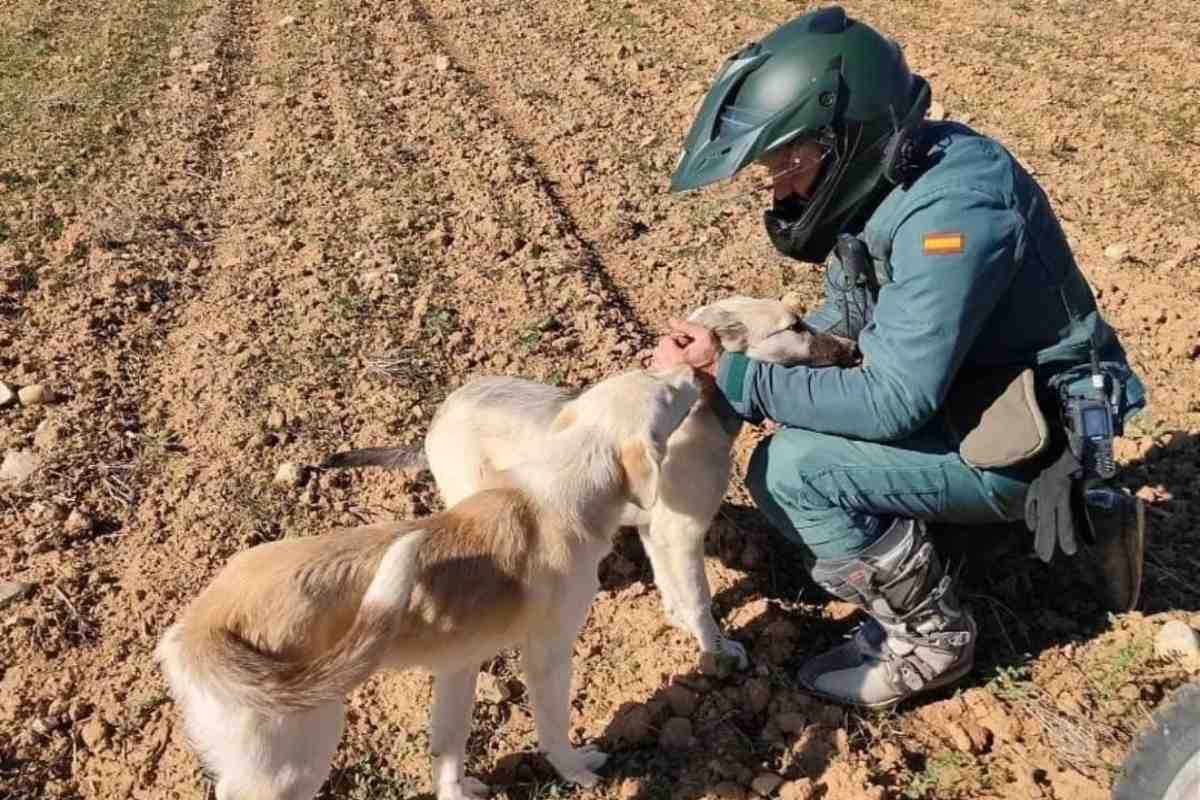 Agente del Seprona de la Guardia Civil. Imagen de archivo de la Guardia Civil