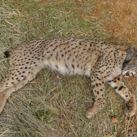 Imagen del lince abatido en Villamanrique