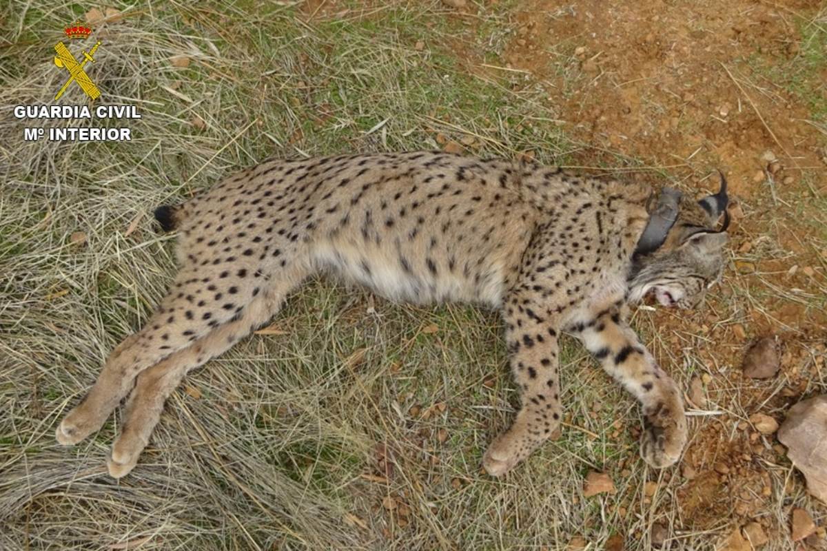 Imagen del lince abatido en Villamanrique