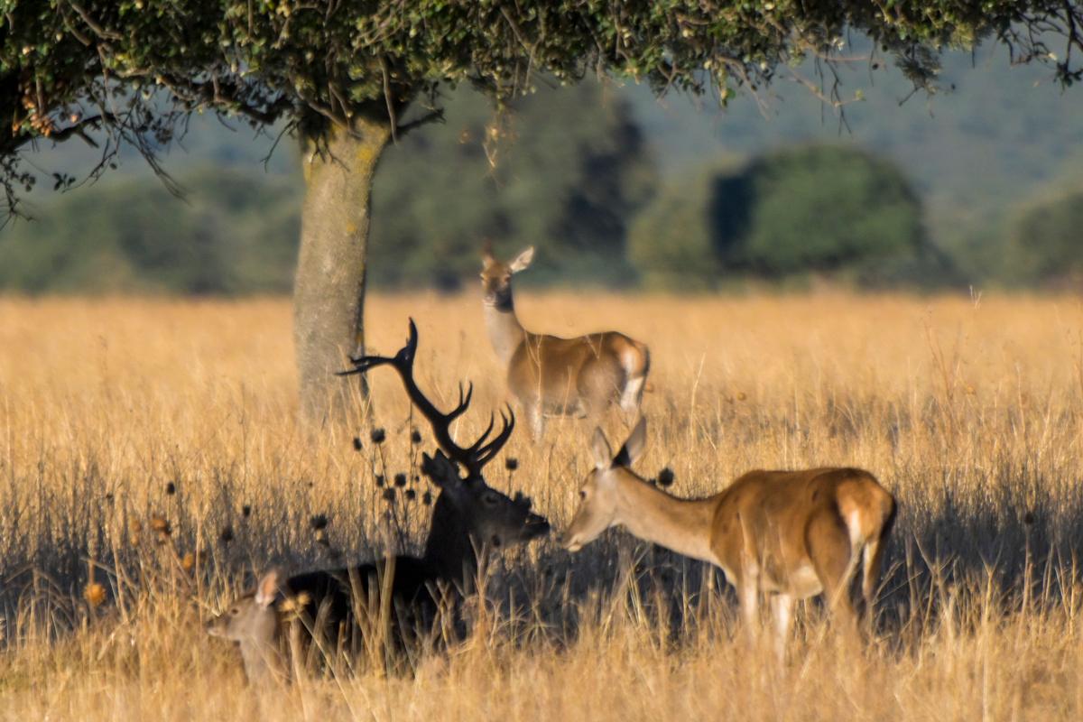 Decenas de visitantes disfrutan de la berrea en el Parque Nacional de Cabañeros. Foto: EFE/Jesús Monroy.