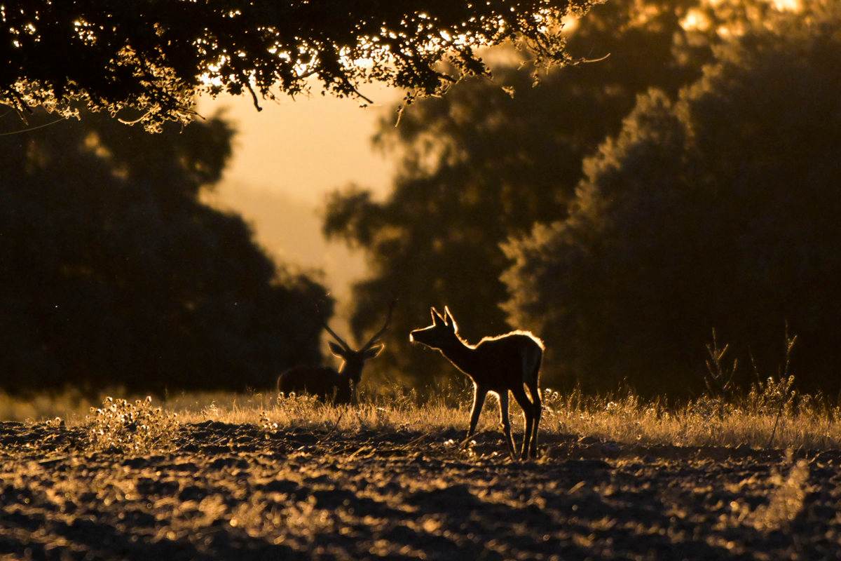 La berrea es uno de los espectáculos naturales más fascinantes. Foto: EFE/Jesús Monroy.