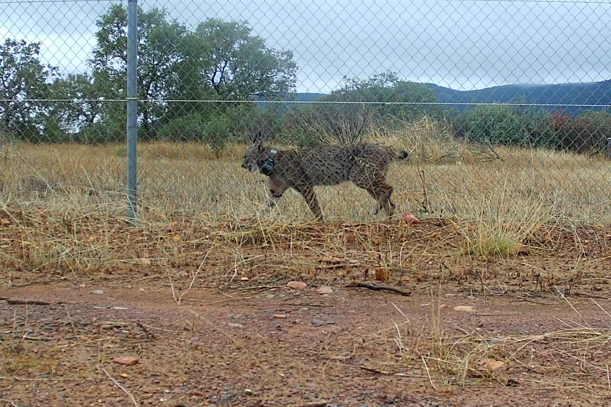 El ejemplar de lince liberado hoy en Cabañeros