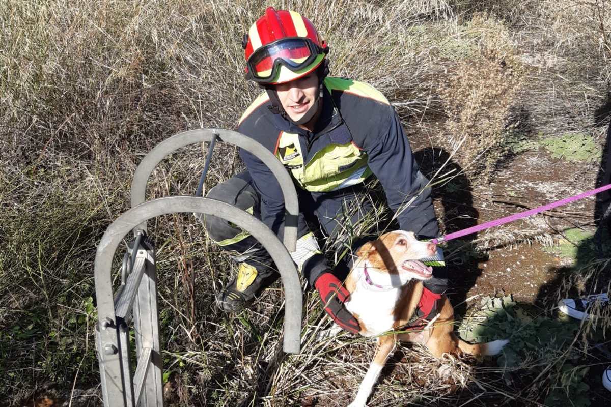 El perro tras ser rescatado por uno de los bomberos