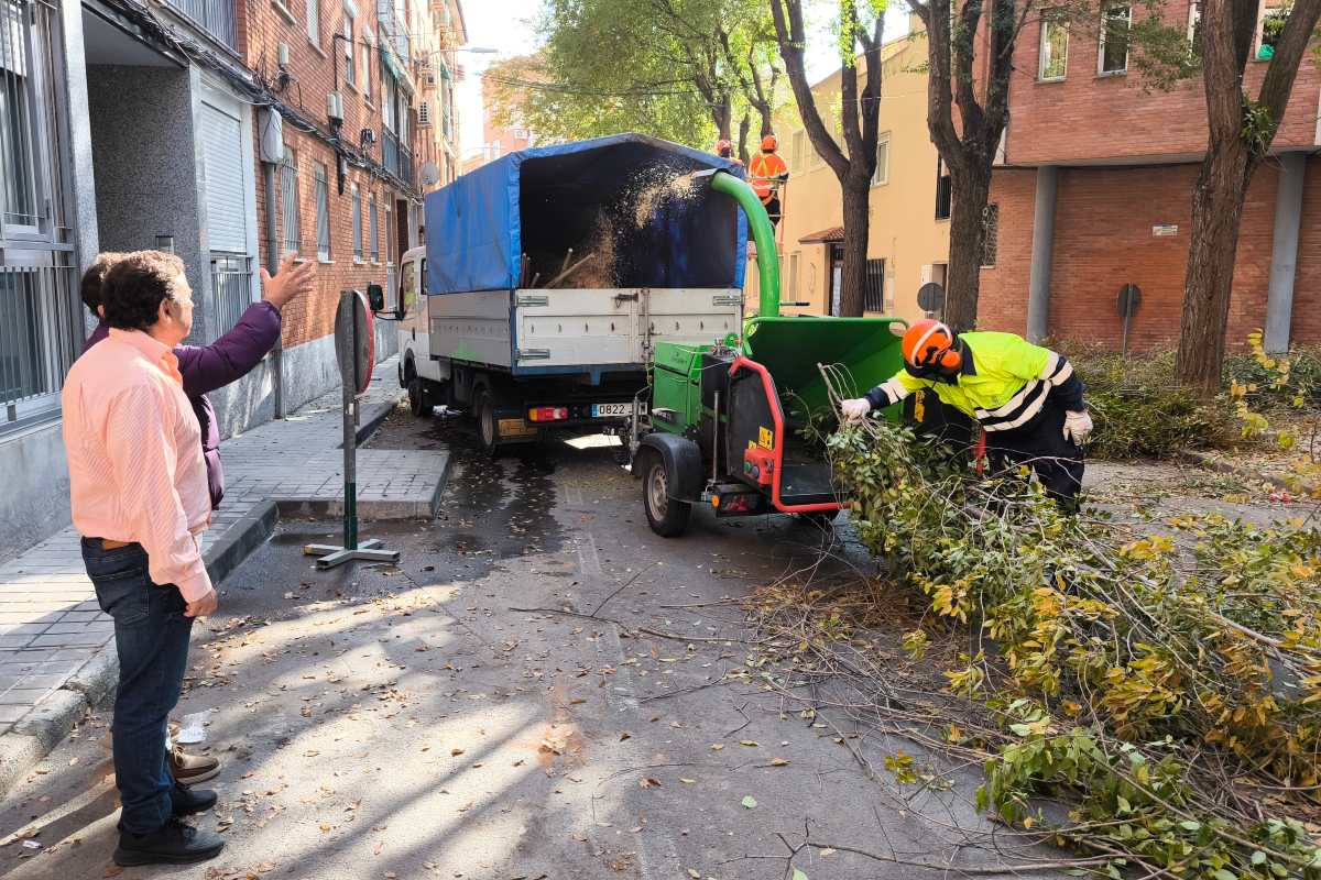 La campaña de poda en Ciudad Real llegará a más de 15.000 árboles