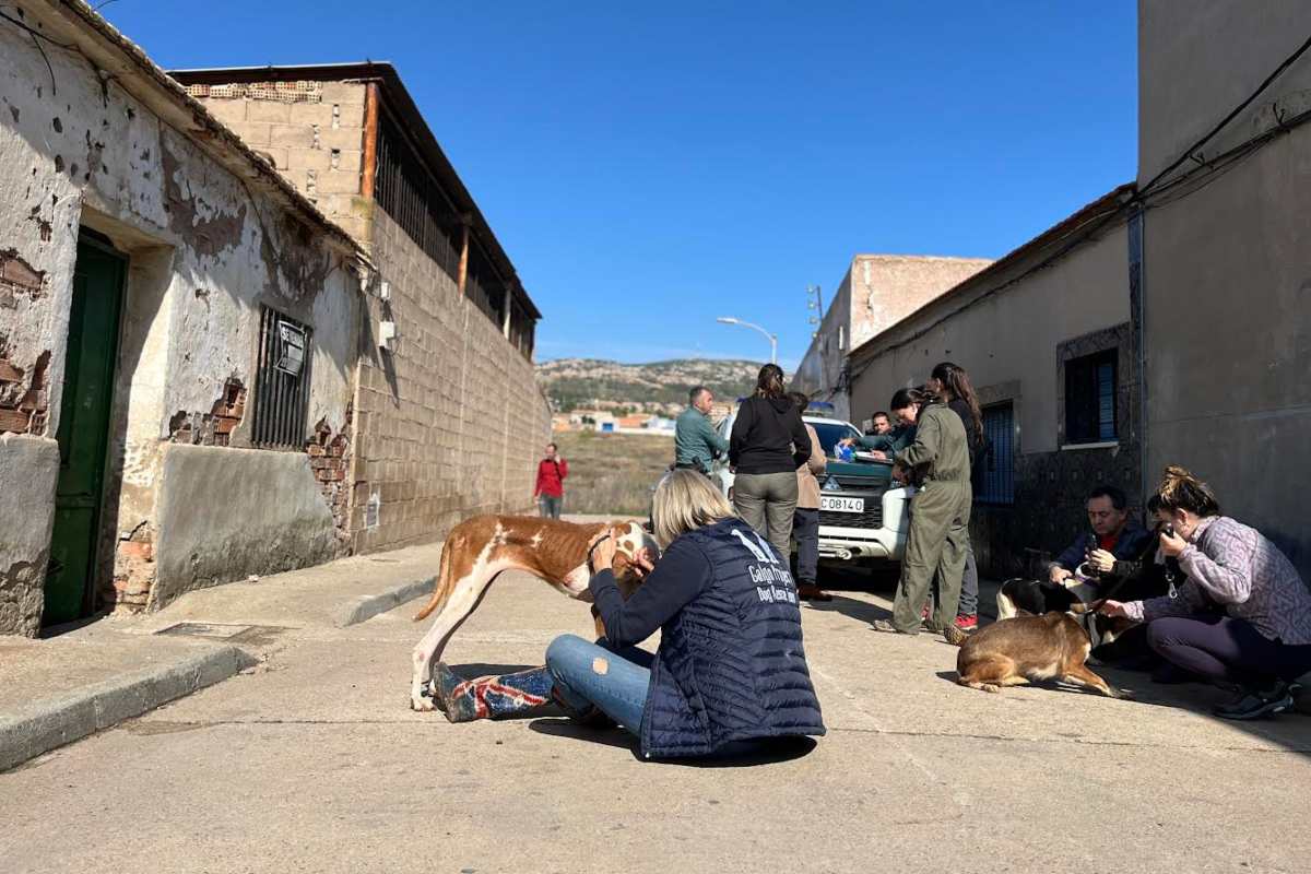 Varios voluntarios y agentes durante el rescate de los animales