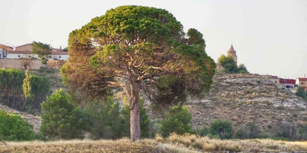 El 'pino de Juan Molinera'