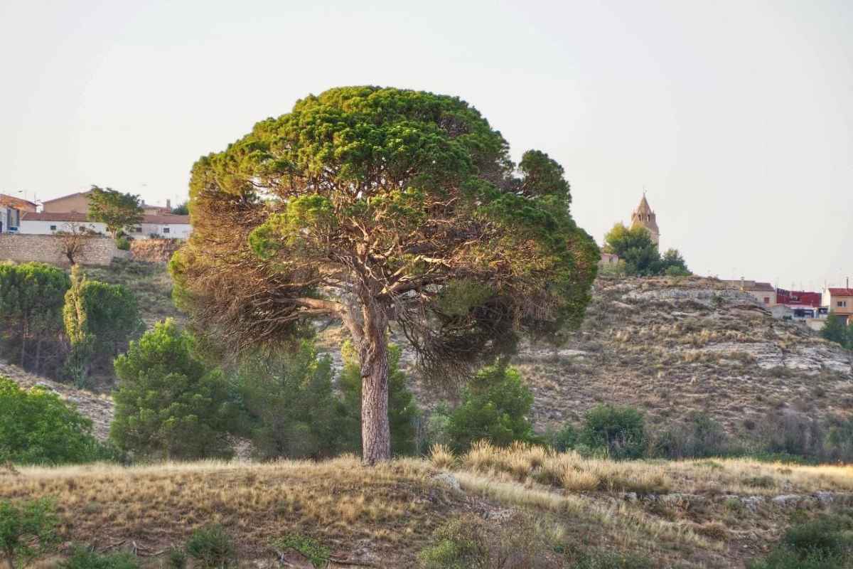 El 'pino de Juan Molinera' aspira a ser el mejor de España.