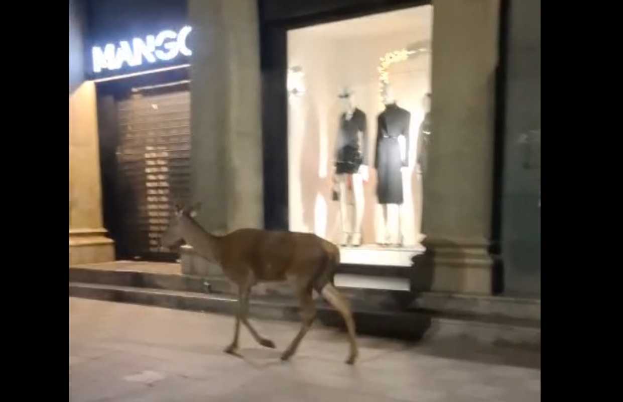 Un ciervo paseando por las calles más céntricas de Cuenca.