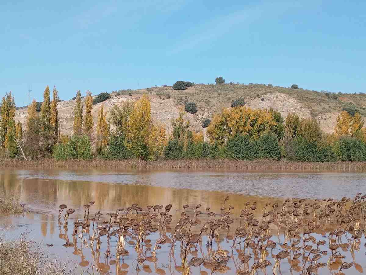 girasoles inundados