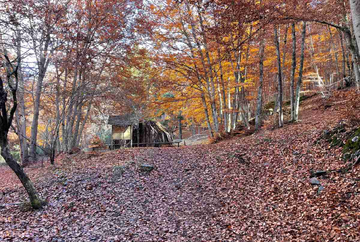 hayedo de tejera negra, otoño, hojas secas,