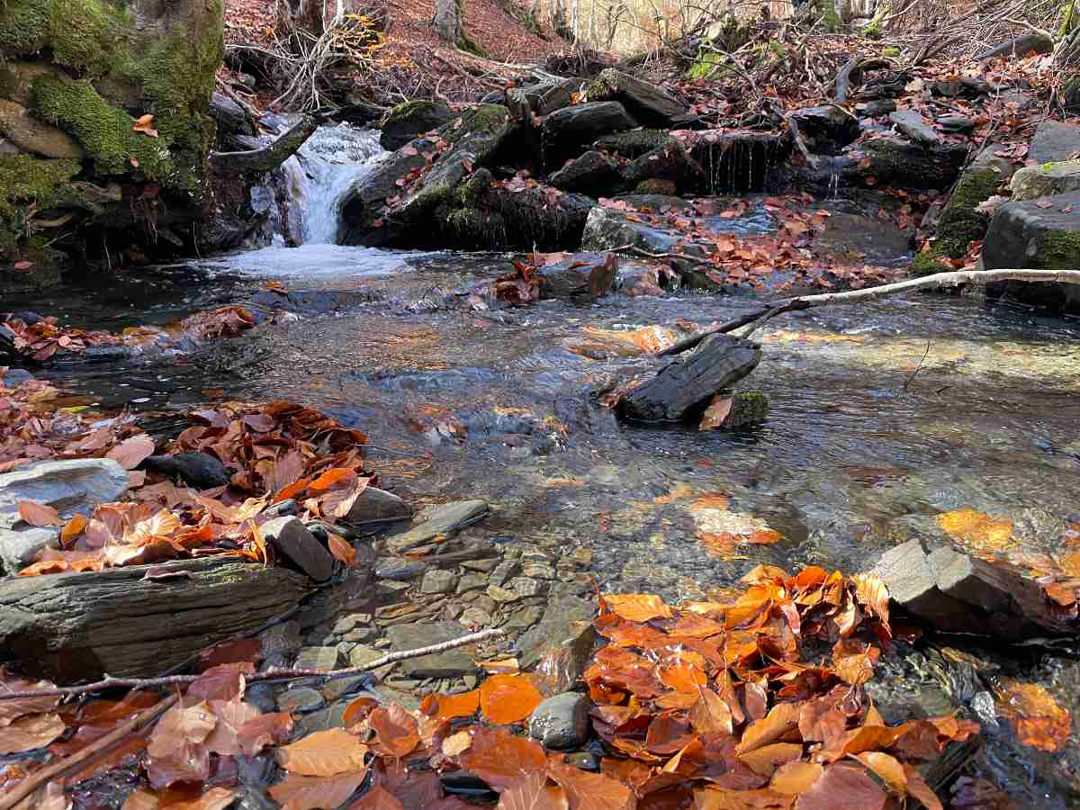 hayedo de tejera negra, otoño, hojas secas, 