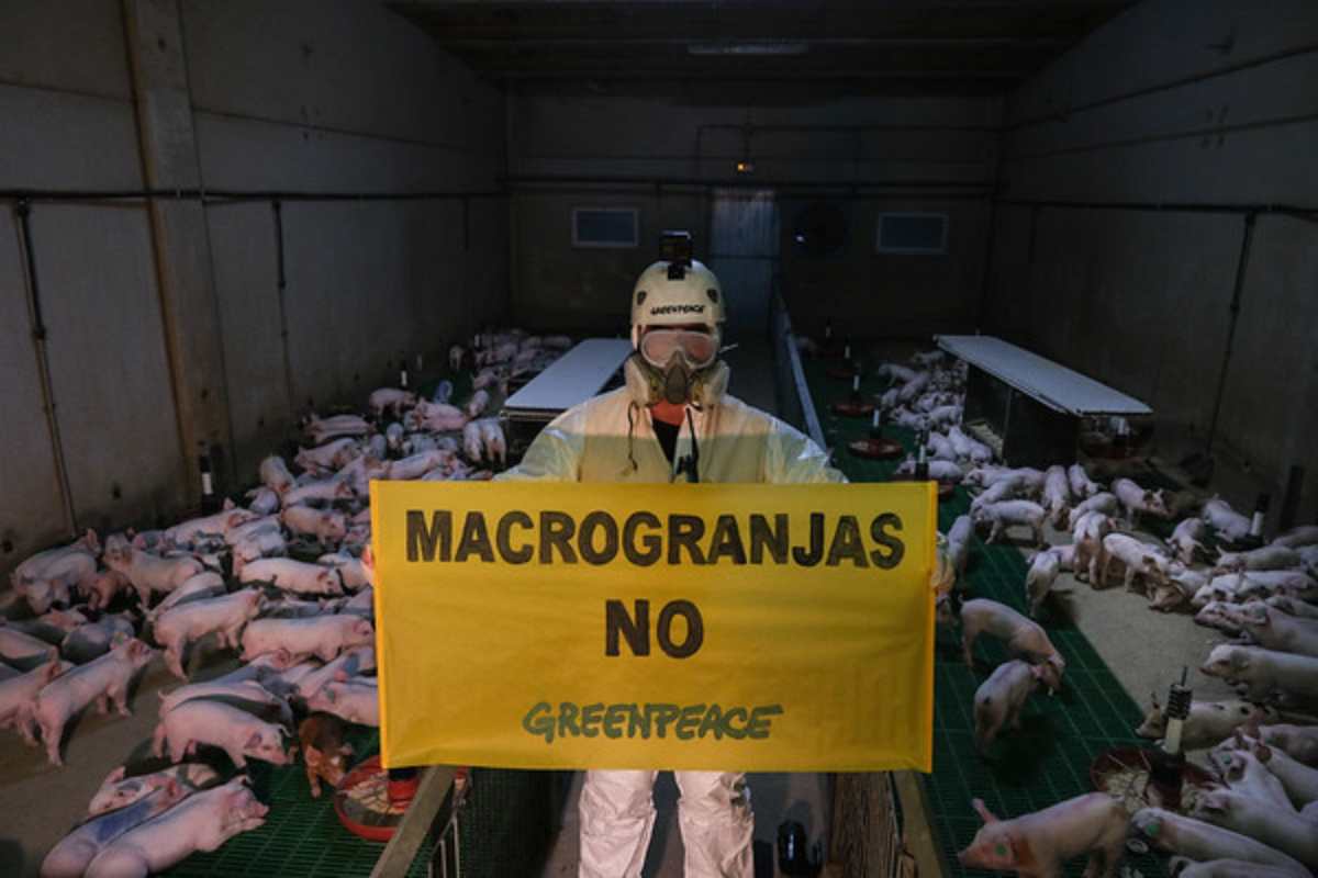 Greenpeace reclama a la Junta que mantenga la moratoria de las macrogranjas.