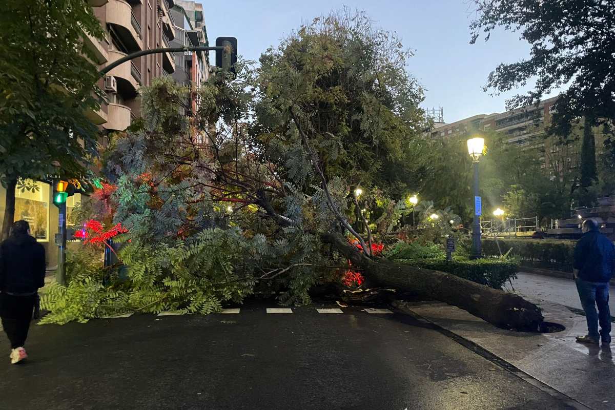 Árbol muy grande caído por el viento.