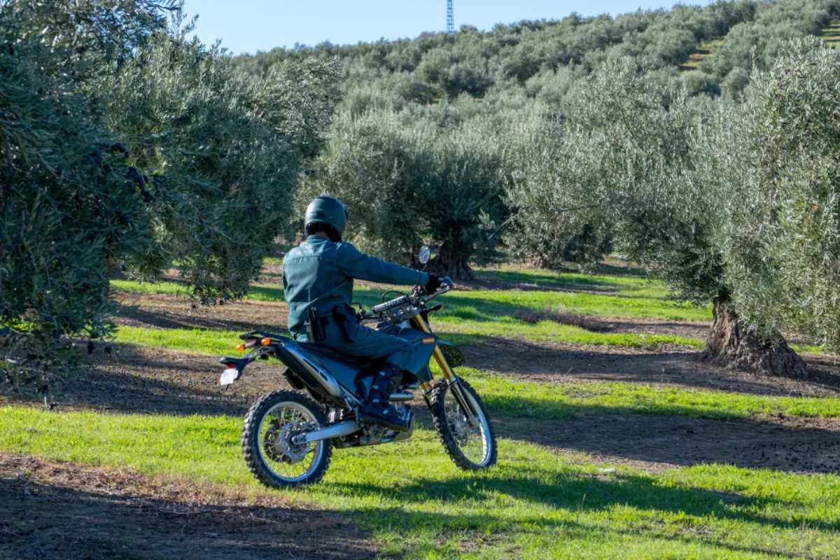 Un agente del Seprona durante un operativo de seguridad de la campaña de la aceituna en un olivar de Jaén. EFE/José Manuel Pedrosa