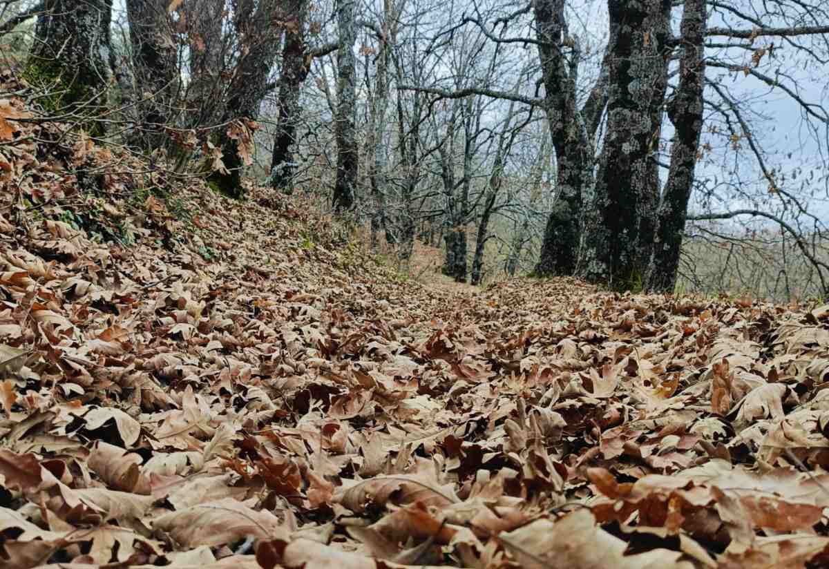 hojas secas, otoño, tiempo, nublado, campo, montaña,