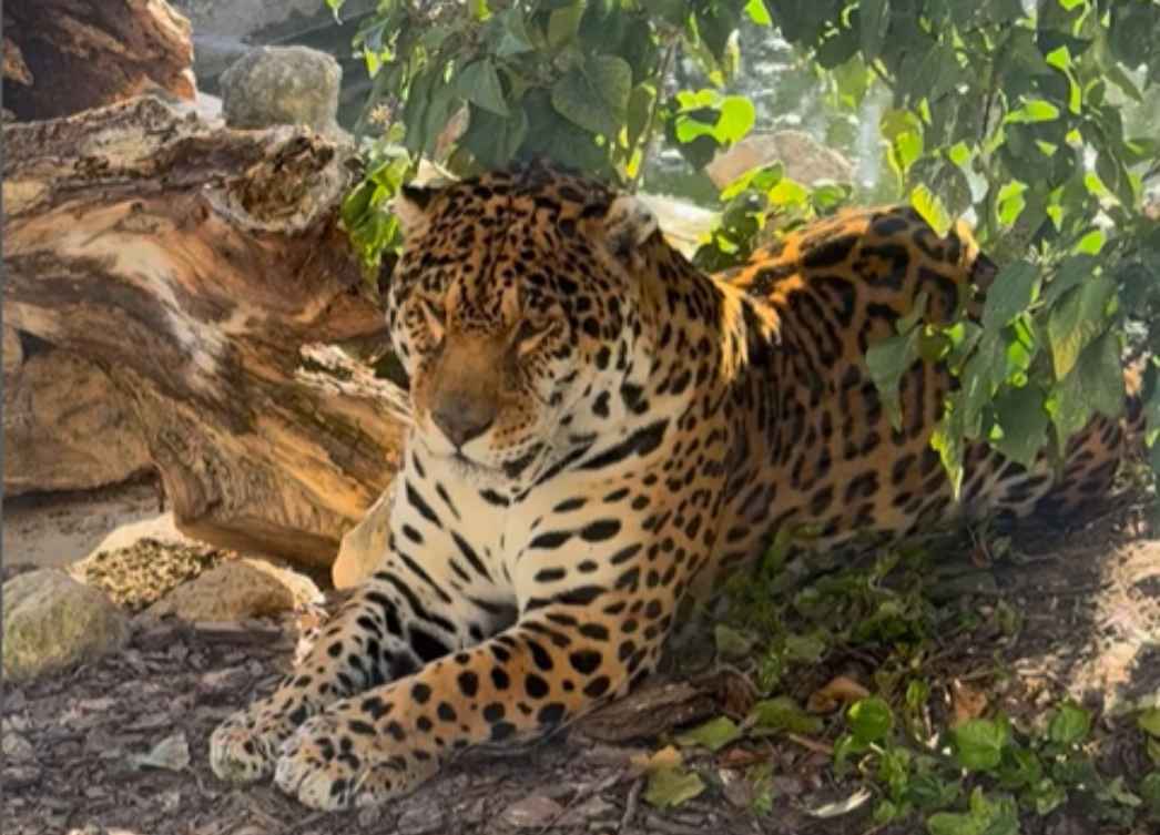 Un Jaguar de Zoo Koki. Imagen: Perfil de Instagram de Zoo Koki.