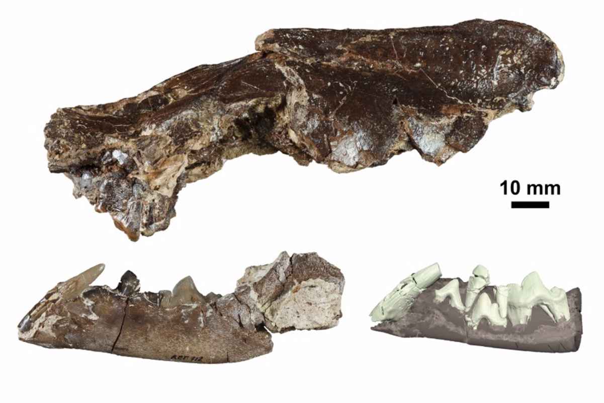 Ischyrictis zibethoides de La Retama, cráneo y mandíbula (izquierda) y reconstrucción 3D de la dentición de la mandíbula (derecha). - IMAGEN MODIFICADA DE SÁNCHEZ ET AL.