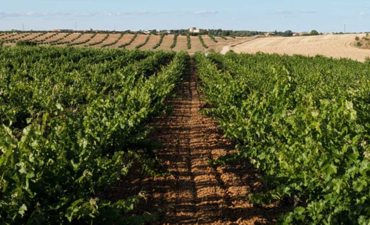 Foto: Bodegas y Viñedos Alcarreños