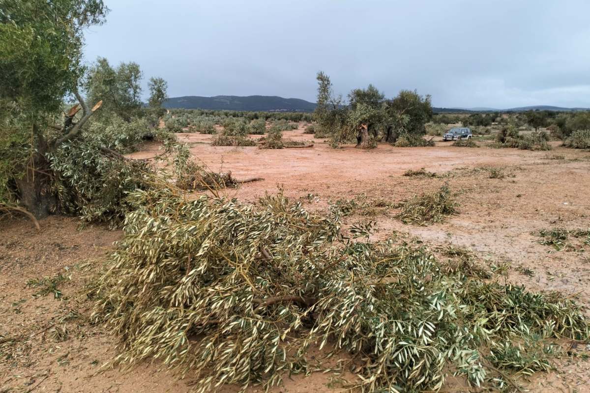 Olivos arrancados en una de las explotaciones agrícolas de Torre de Juan Abad