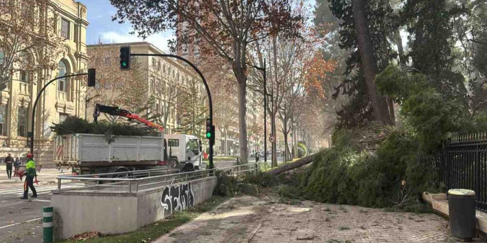 Imagen de árboles caídos en Albacete.