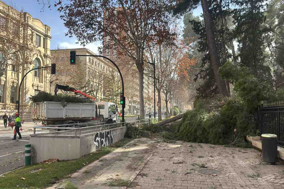 Imagen de árboles caídos en Albacete.