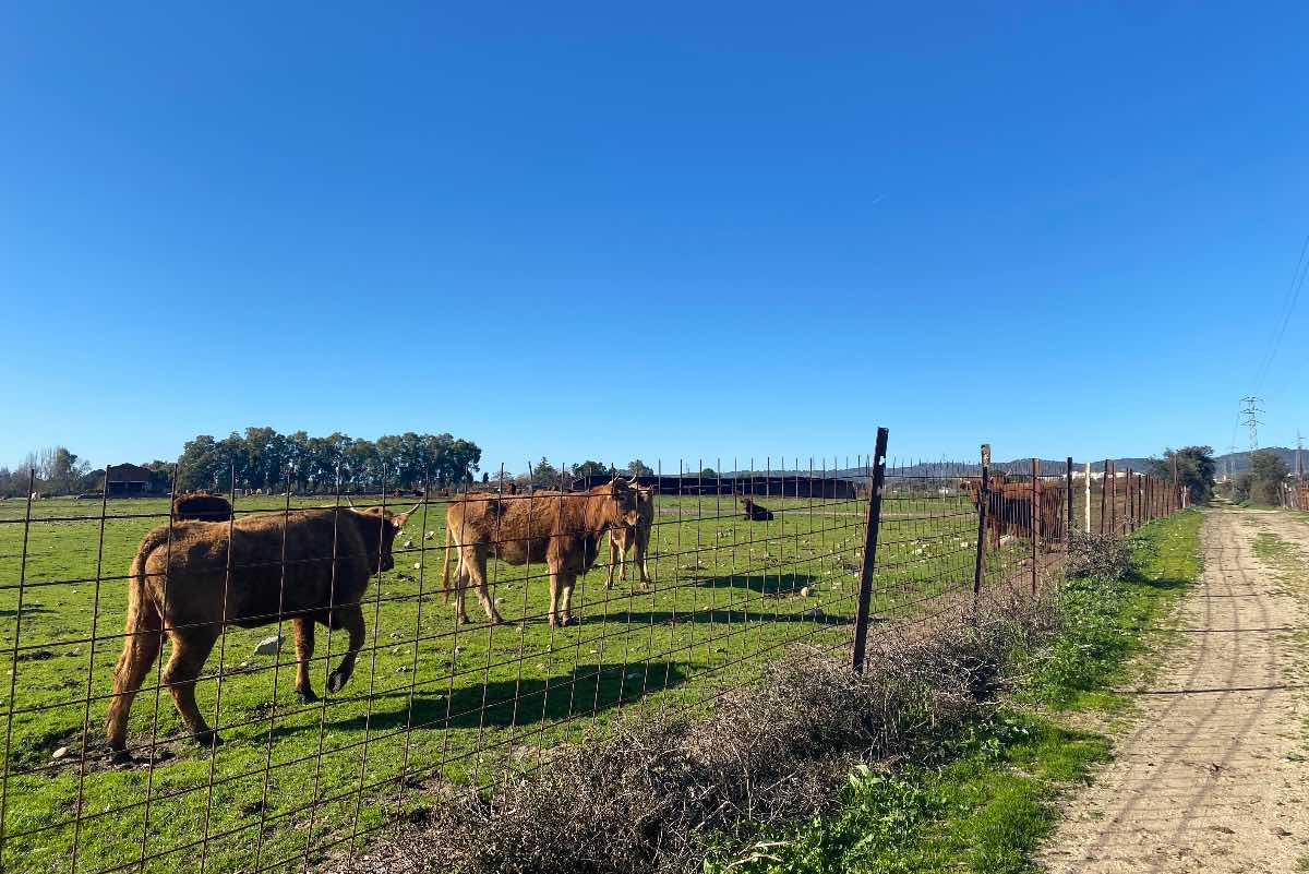 Los alumnos están recogiendo muestras de tierra en diferentes parajes cercanos a sus municipios, como este en Pepino (Toledo) Foto: David Engenios