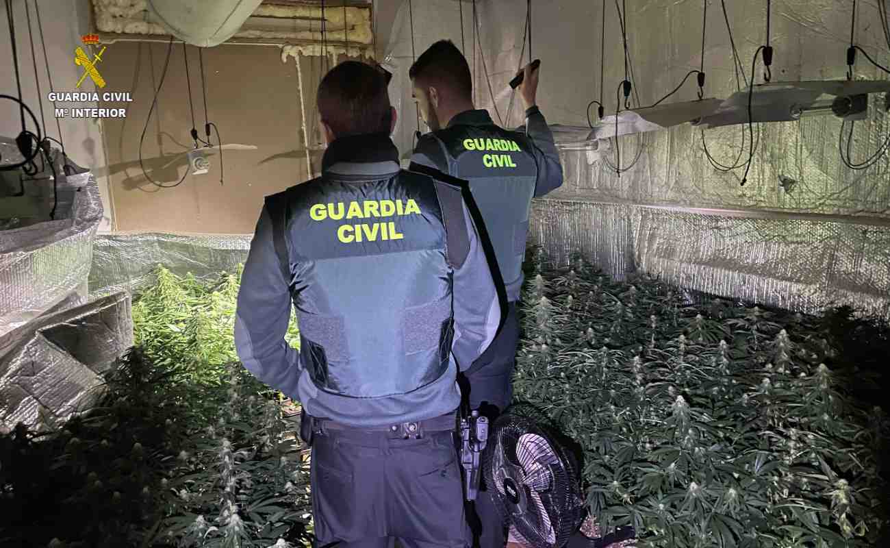 Imagen de la plantación desmantelada. Imagen: Guardia Civil.