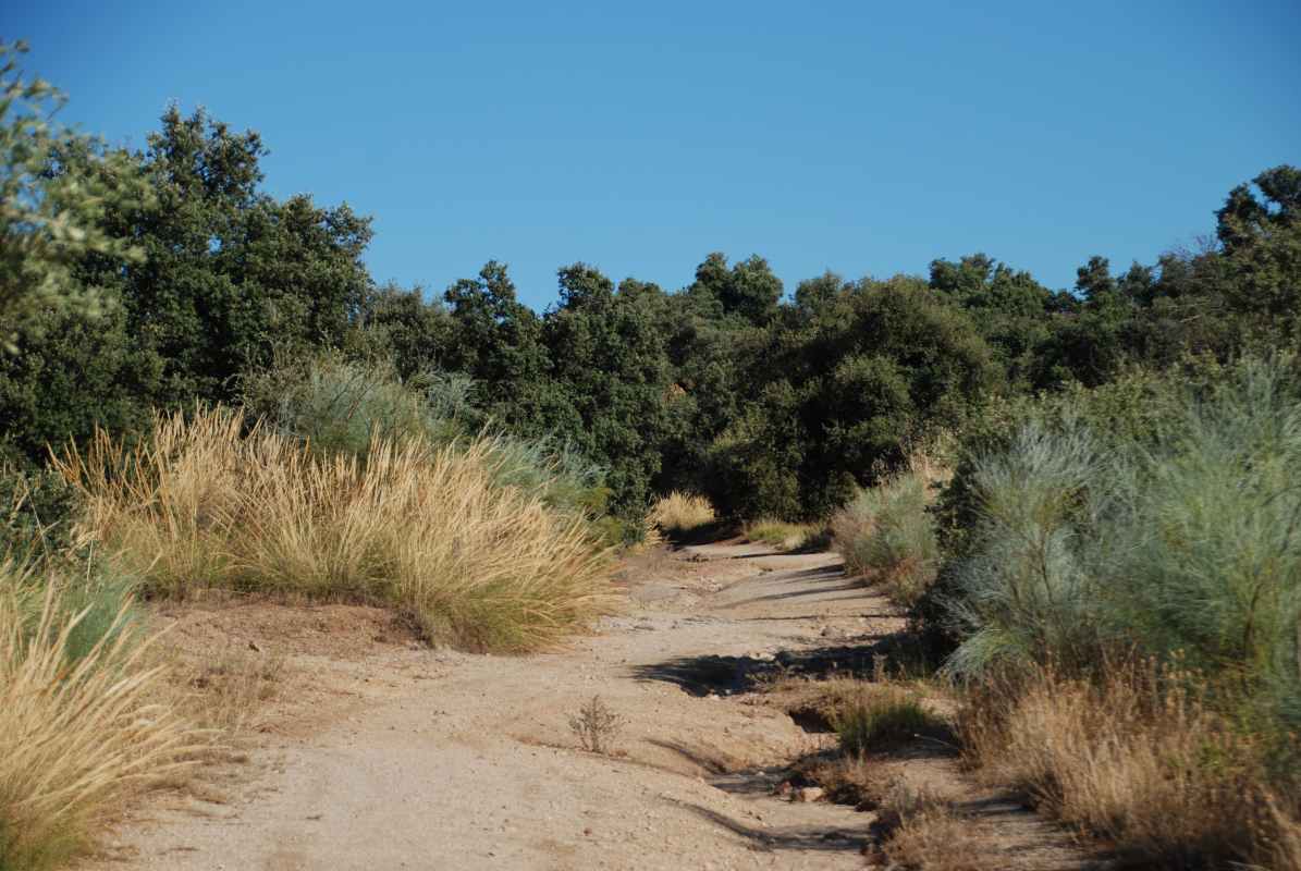 Paseo Los Alcázares-Calabazas Altas.