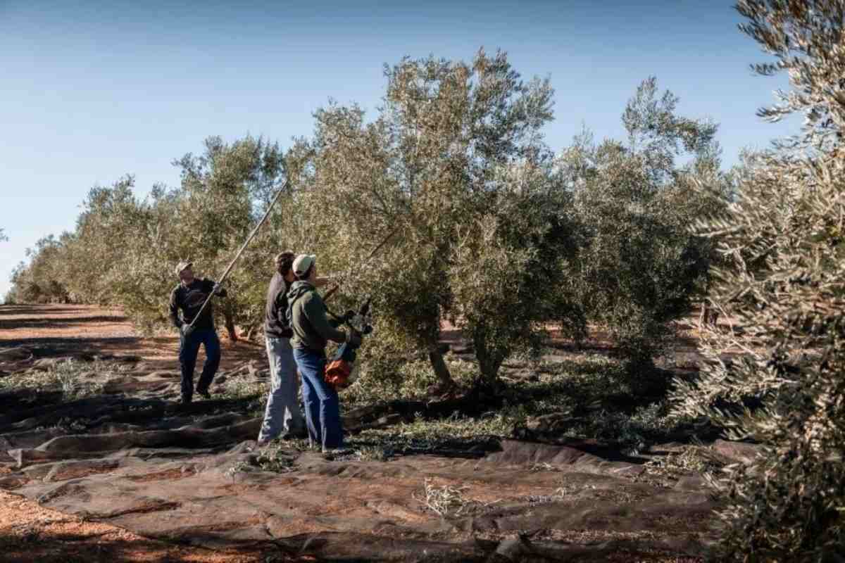 recogida de aceituna