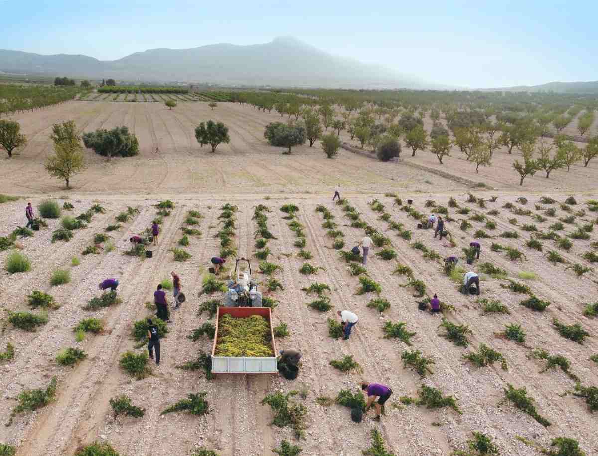 vendimia jumilla