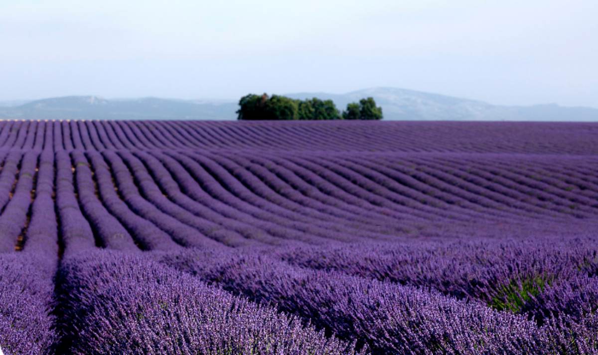 Campo de Lavanda Foto: Turismo Brihuega