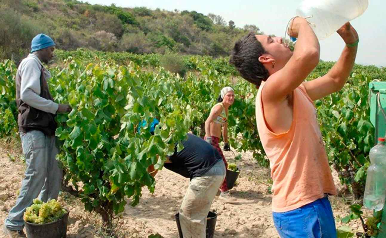 Trabajadores del campo.