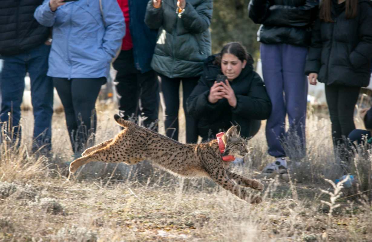 Imagen de uno de los linces liberados. Foto: A. Pérez Herrera // JCCM)