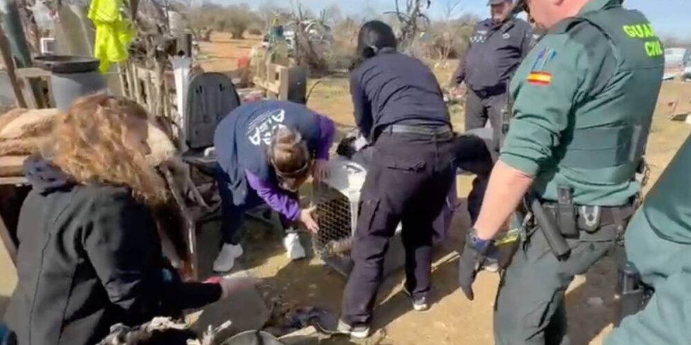 La Guardia Civil incauta 19 perros en pésimas condiciones higiénico-sanitarias en una parcela de Quintanar de la Orden (Toledo). Foto: Guardia Civil