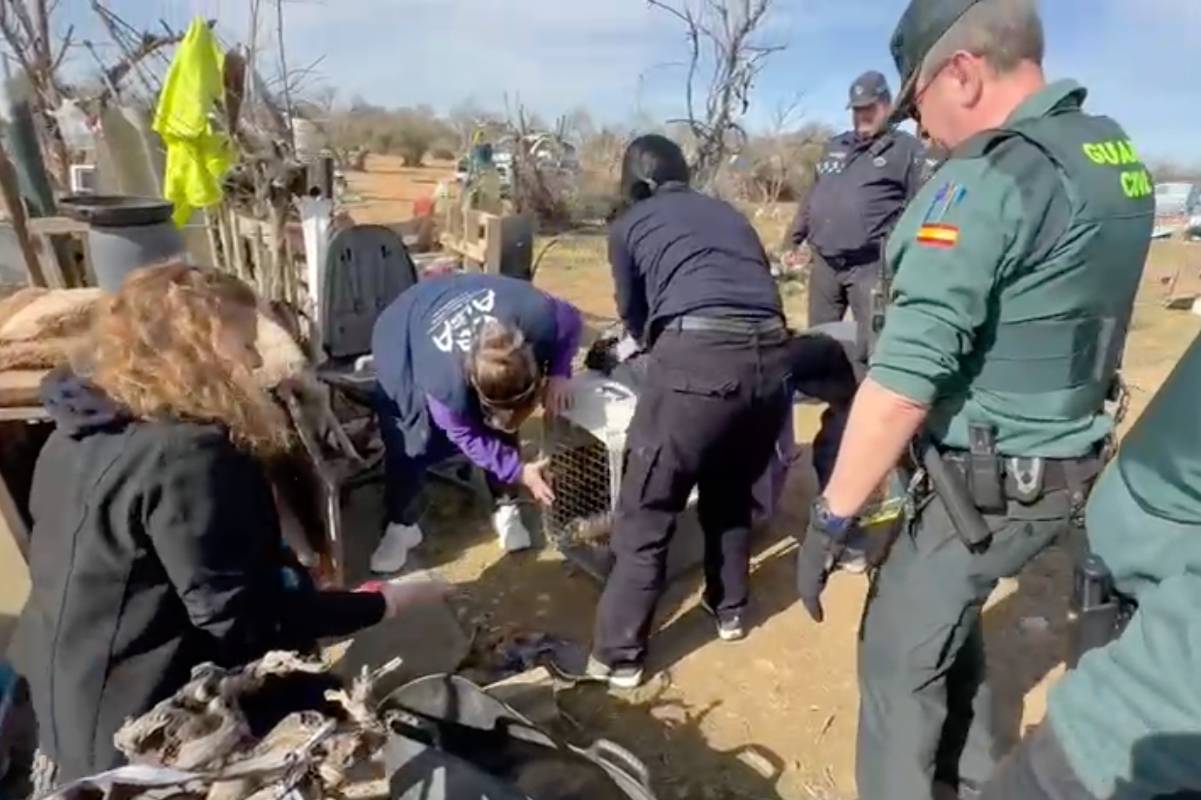 La Guardia Civil incauta 19 perros en pésimas condiciones higiénico-sanitarias en una parcela de Quintanar de la Orden (Toledo). Foto: Guardia Civil