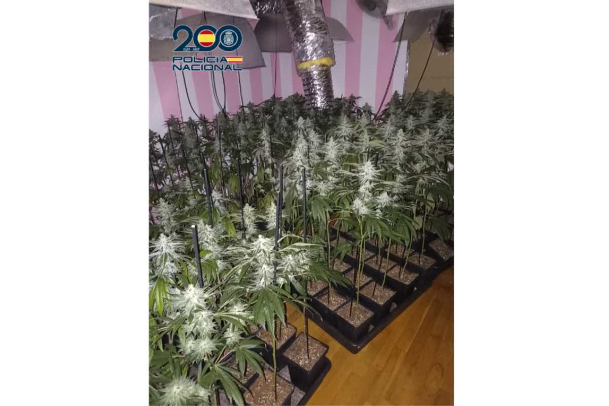 La Policía Nacional ha desmantelado 938 plantas de marihuana en Mocejón (Toledo). Foto: Policía Nacional