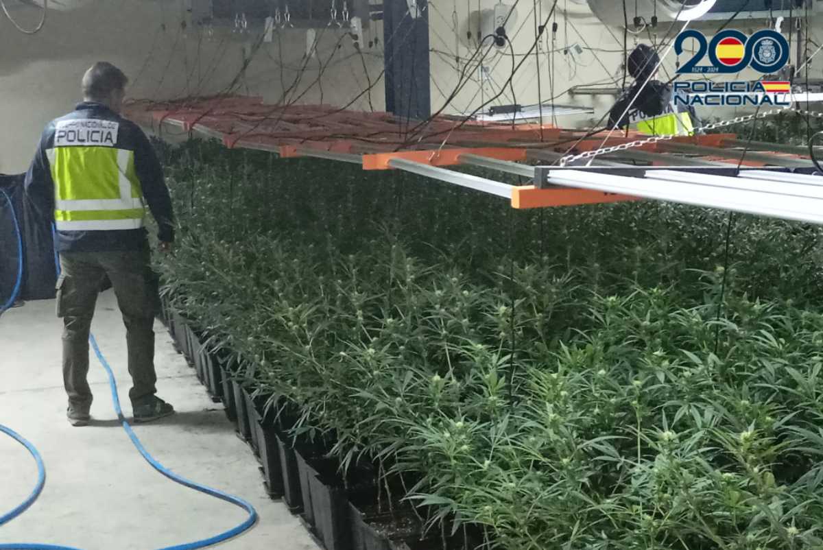 La Policía Nacional ha desmantelado 1.342 plantas de marihuana en Talavera. Foto: Policía Nacional